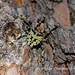 Araneus seminiger - Photo (c) Lijin Huang (紫楝),  זכויות יוצרים חלקיות (CC BY-NC), הועלה על ידי Lijin Huang (紫楝)