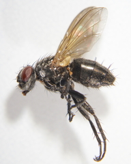Phyto melanocephala