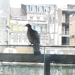 Columba palumbus
