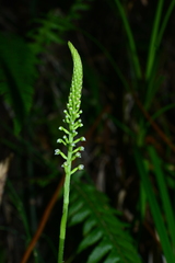 Goodyera procera