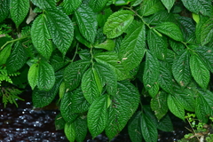 Elatostema rivulare