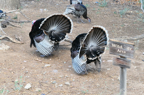 Wild Turkey photographed in Arizona
