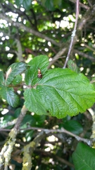 Adela australis