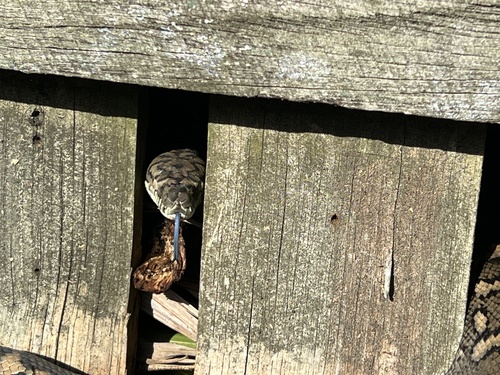 Coastal Carpet Python sighting