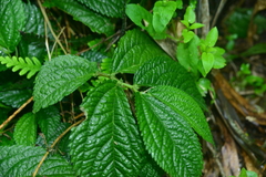 Elatostema rivulare