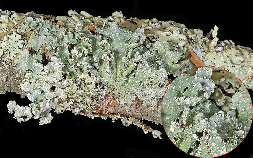 Moondust Speckled Lichen