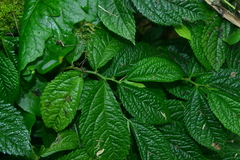 Elatostema rivulare
