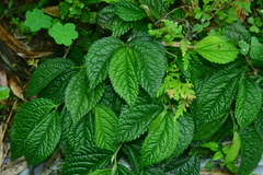 Elatostema rivulare