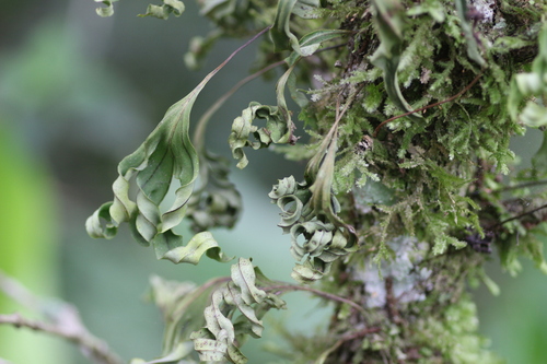 Image of Pleopeltis Angusta (Pleopeltis angusta) by no rights reserved
