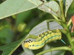Macroglossum passalus