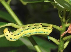 Macroglossum passalus