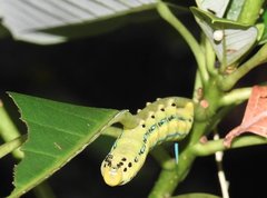 Macroglossum passalus