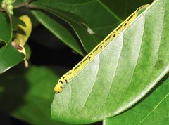 Macroglossum passalus