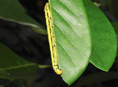 Macroglossum passalus