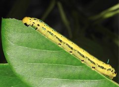 Macroglossum passalus