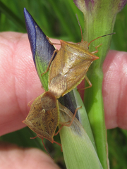 Euschistus ictericus