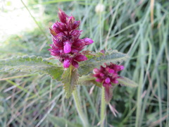 Betonica hirsuta
