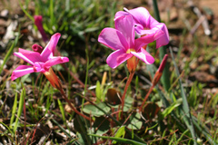 Oxalis eckloniana-nidulans