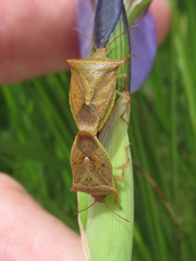 Euschistus ictericus