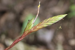 Tillandsia tricolor, photograph Diego Blanco, CC0, iNaturalist via GBIF