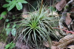 Tillandsia tricolor, photograph Diego Blanco, CC0, iNaturalist via GBIF