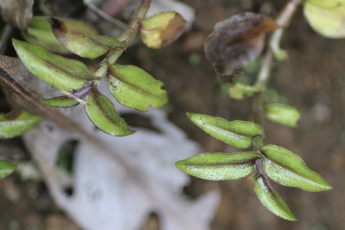 Tradescantia zebrina