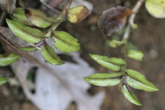 Zebra-Ampelkraut (Tradescantia zebrina): Herkunft und Verwendung — Foto 2