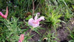 Angiospermae