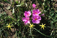 Oxalis eckloniana-nidulans