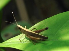 Phlaeoba antennata
