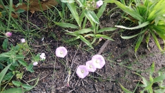 Ipomoea capillacea
