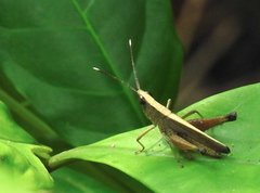 Phlaeoba antennata