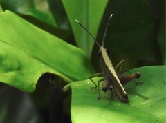Phlaeoba antennata