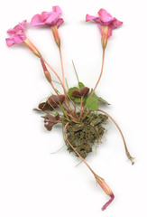 Oxalis eckloniana-nidulans