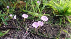 Ipomoea capillacea