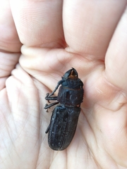 Mallodon dasystomus