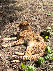 Acinonyx