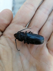 Mallodon dasystomus