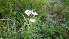 Solanaceae
