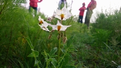 Solanaceae