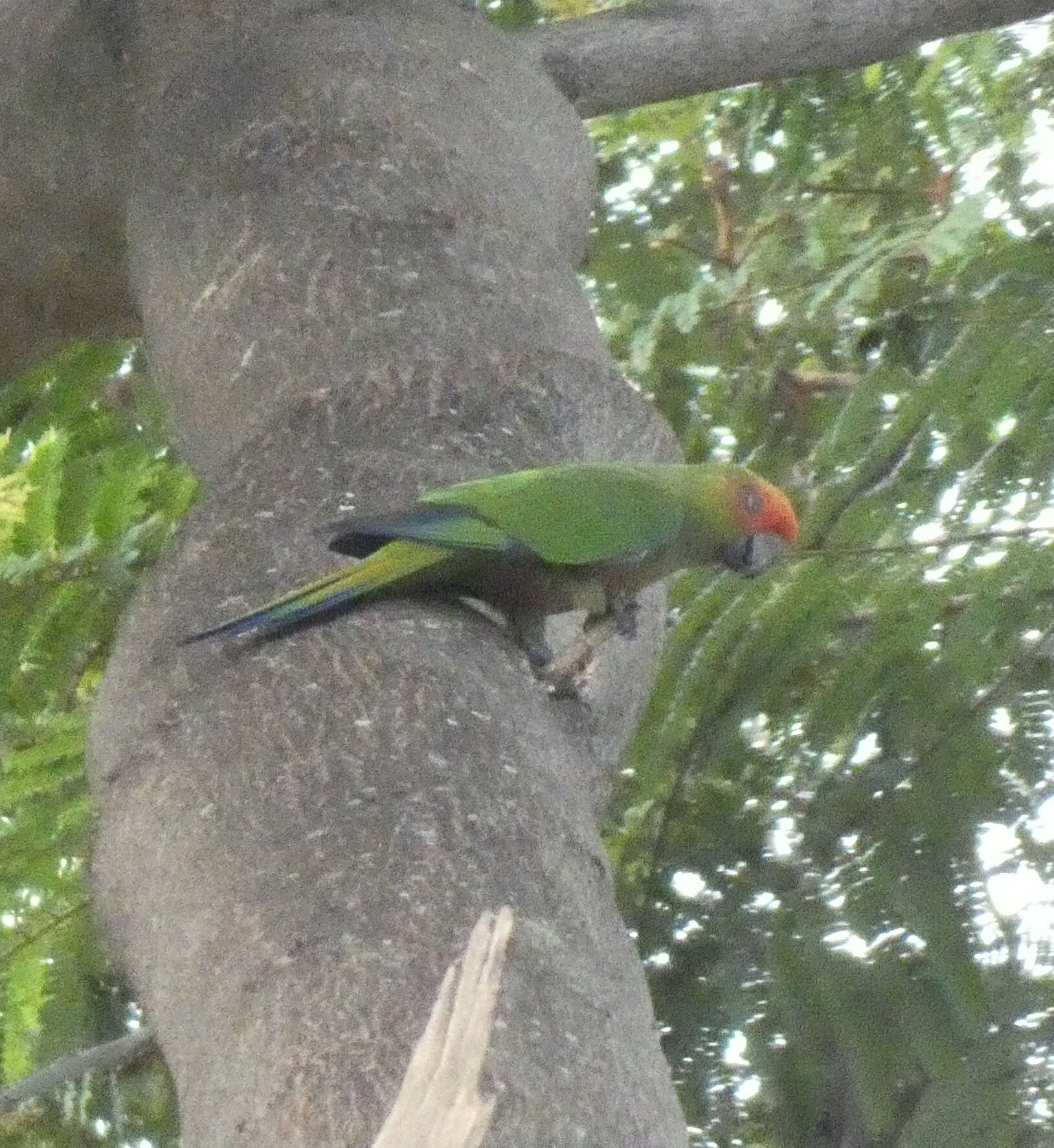 Golden-capped Parakeet (Aratinga auricapillus), photo 6