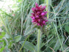 Betonica hirsuta