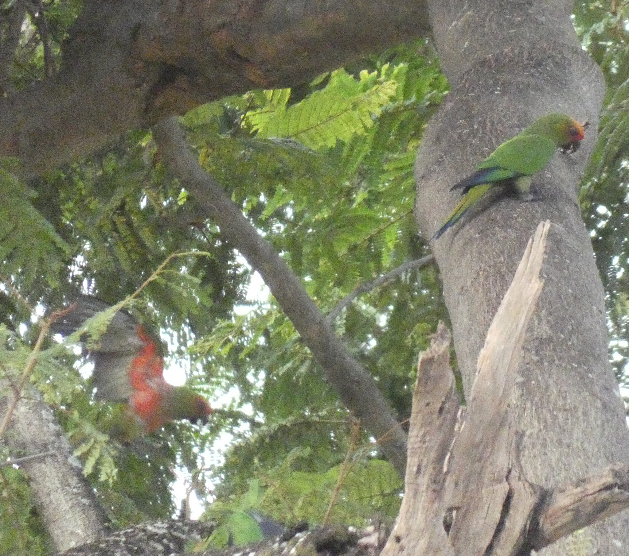 Golden-capped Parakeet (Aratinga auricapillus), photo 7