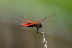 Tramea eurybia