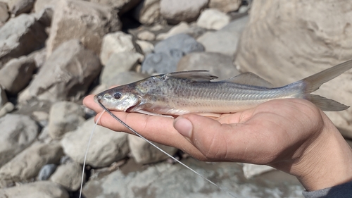 Capaz catfish (Pimelodus grosskopfii) — Pimelodidae — 2