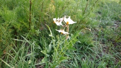 Solanaceae