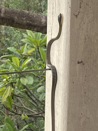 Common Tree Snake sighting
