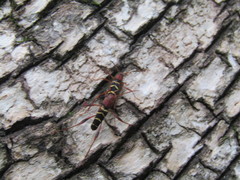 Neoclytus acuminatus acuminatus