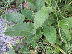 Betonica hirsuta