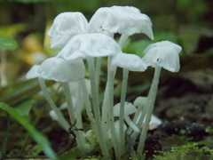 Delicatula integrella